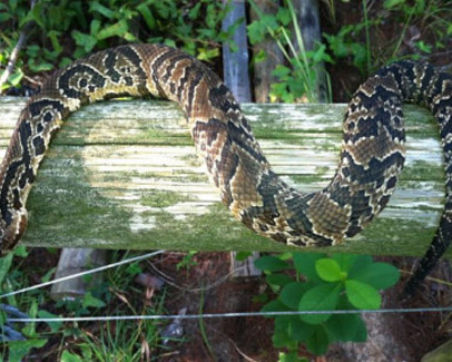 Are snakes a problem? Call Black Thumb Wildlife at 850-445-2256. Located in Tallahassee and Panama City .